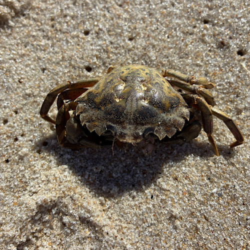 img 2025 05 17 134250 Krabbe auf Sand