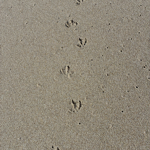 img 2025 05 17 134418 Abdrücke von Möwen im Sand