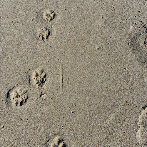 img 2025 05 17 150829 Hundepfotenabdrücke im Sand