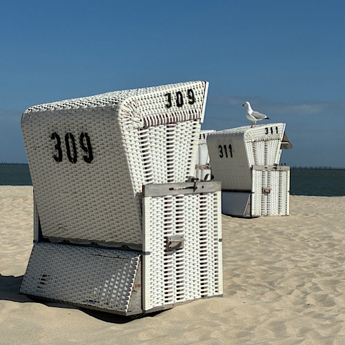 img 2025 05 17 151401 Möwe sitzt auf Strandkorb an sonnigem Strand von Hörnum / Sylt