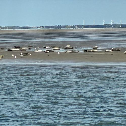 img 2025 05 17 151935 Seehunde ruhen auf Sandbank bei Ebbe vor List / Sylt
