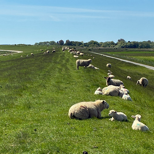 img 2025 05 17 155450 Schafe grasen und ruhen auf grünem Deich bei sonnigem Wetter