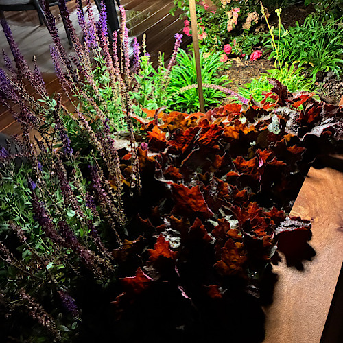 Beleuchtete Gartenblumen bei Nacht